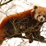 Panda mała zwana pandą czerwoną