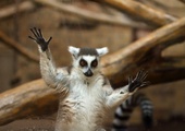 Lemur