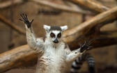 Lemur