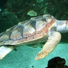 Żółwie tempo dojrzewania 