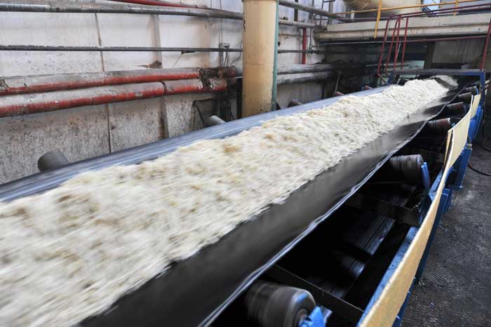 Skąd się bierze cukier?