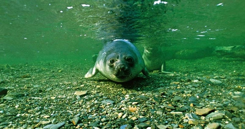 Focze futro oceanografa
