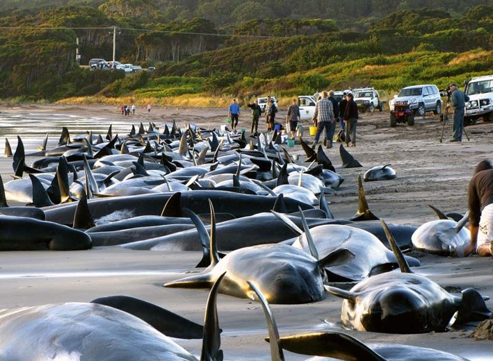 Zagubione wieloryby