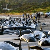 Zagubione wieloryby