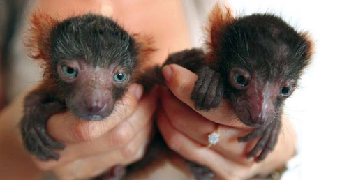 W łódzkim zoo urodziły się cztery lemury