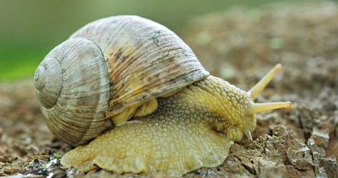 Ewolucja promuje lenistwo