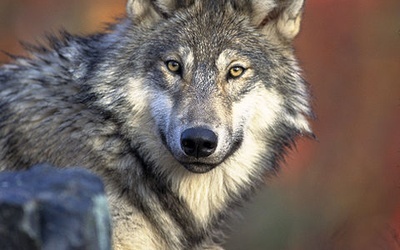 Zwiększa się populacja wilka
