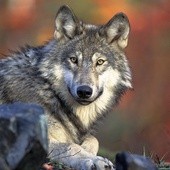 Zwiększa się populacja wilka
