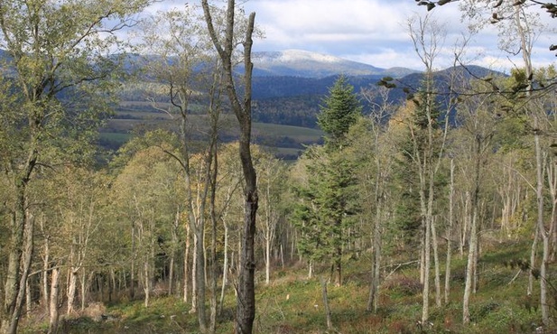 Polski sukces w Durbanie