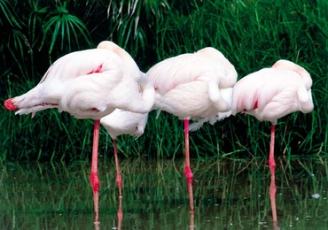 Flamingi stoją na jednej nodze