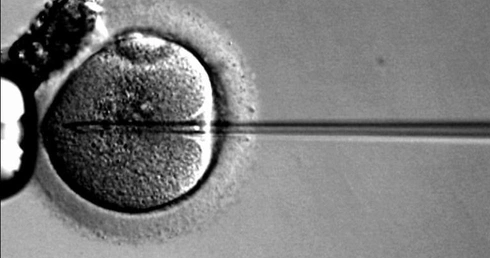 Kontrprojekt PO ws. in vitro?