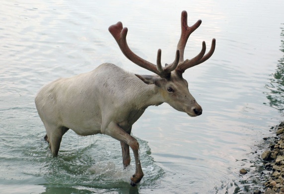 Rangifer tarandus groenlandicus