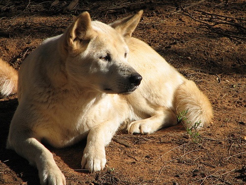 Psy dingo sprytniejsze niż przypuszczano