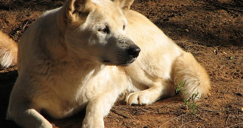 Psy dingo sprytniejsze niż przypuszczano