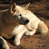 Psy dingo sprytniejsze niż przypuszczano