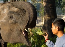 Słoń wycieczkowy