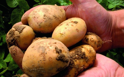 Ziemniaki GMO legalne