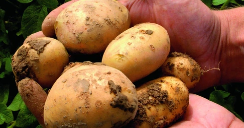 Ziemniaki GMO legalne