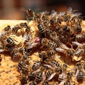 Pszczoły w niebezpieczeństwie