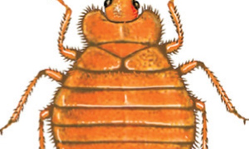Pluskwa domowa
