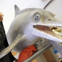 Nowy morski dinozaur w Niemczech