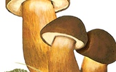 Podgrzybek brunatny