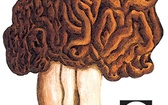 Piestrzenica kasztanowata