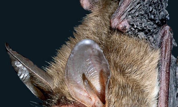 Nocne marki