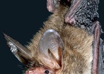Nocne marki