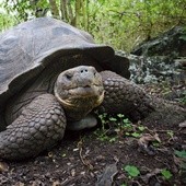 Olbrzymy z Galapagos