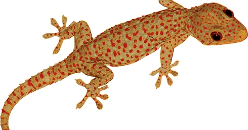 Gekon