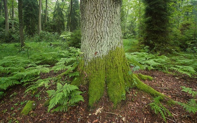 Więcej lasów w Polsce
