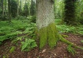 Więcej lasów w Polsce
