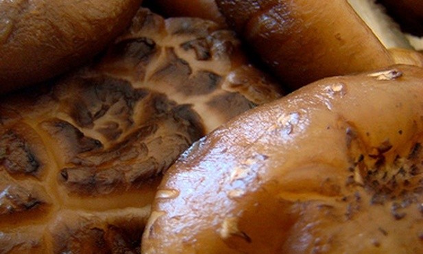 Grzyby shitake