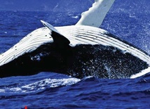 Za głośno w wodzie