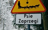 U biegnącego wilka