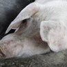 Skórne protezy ze  świnek