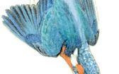 Zimorodek