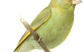 Dzwoniec