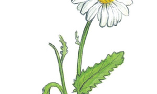 Jastrun właściwy