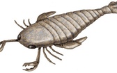 Wielkoraki