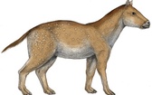 Pierwotne konie