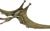 Pterozaur
