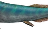 Ryby pancerne
