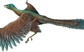 Archeopterys