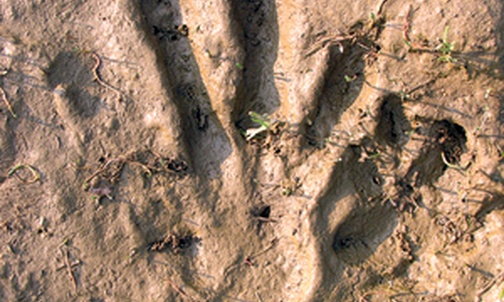 Wielka stopa