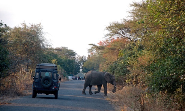 Uwaga, słoń na drodze