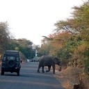 Uwaga, słoń na drodze