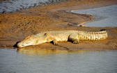 Przyroda Afryki