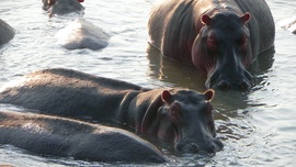 Zderzenie łodzi z hipopotamem, dziecko zginęło, 23 osoby zaginione